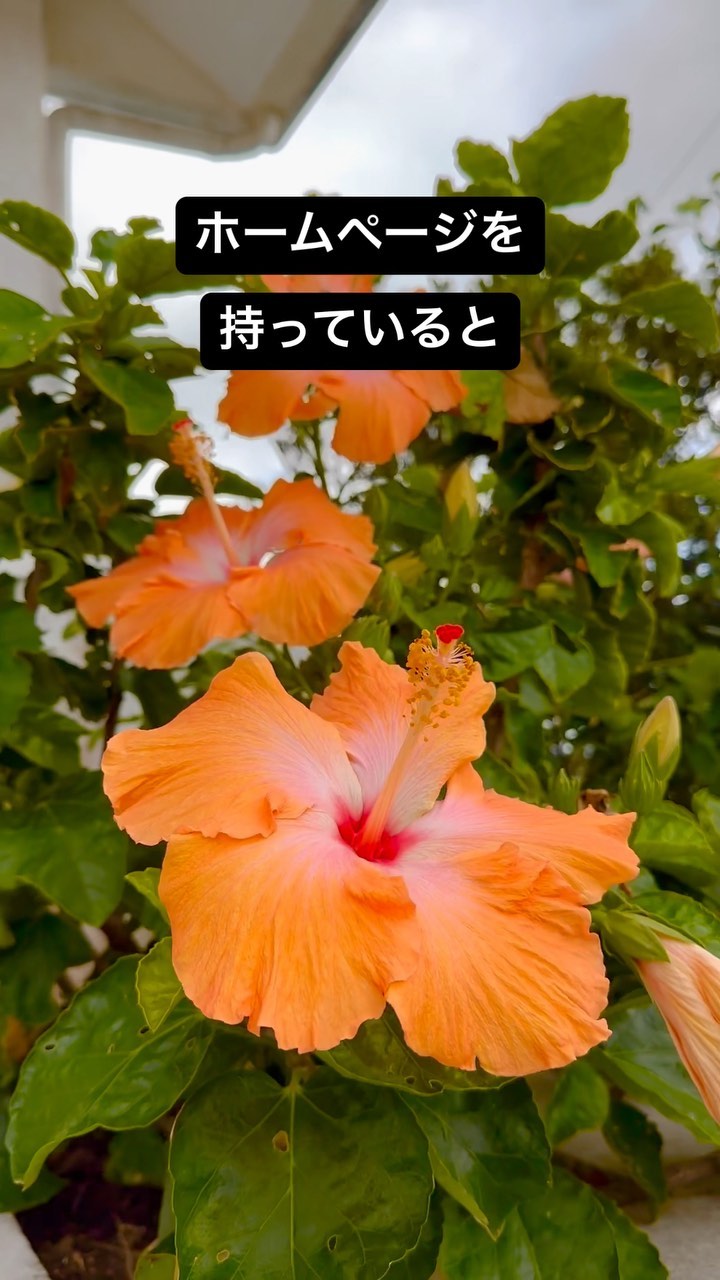 ホームページ
まだ持っていなかったら
とりあえず
DMで無料相談📩

5万から制作可能
1週間以内納品可能
破格なプランありますよ🫣

#節約 #低価格 #価格破壊 #価格革命 #ホームページデザ...